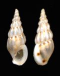 Rissoa&nbsp;labiosa form. elata